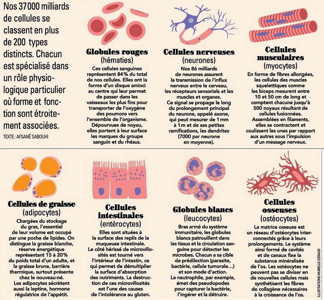 les differentes hormones du corps humain les differentes hormones du corps humain