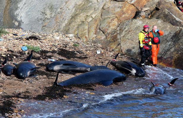 Photo : sur le bord d'une plage rocheuse, on voit cinq baleines mortes. Deux hommes, vêtus en habit jaune et orange de sauveteurs. C'est en Écosse.