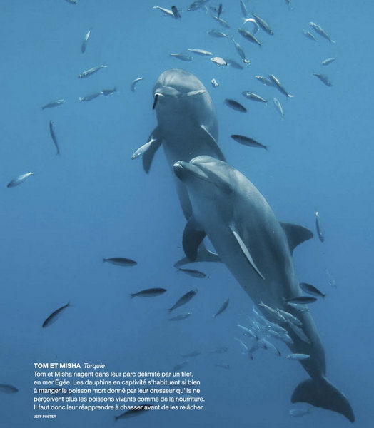 Bêtes de science : les dauphins aiment se faire des amis et les contacts  physiques