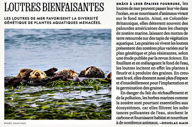 Les loutres de mer favorisent la diversité génétique des herbes