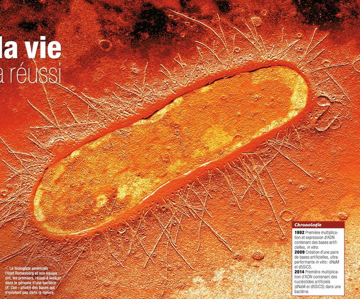 Escherichia coli