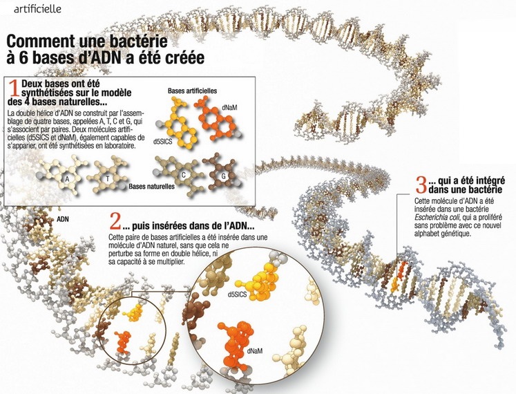 Escherichia coli