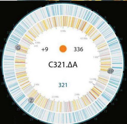 Escherichia coli
