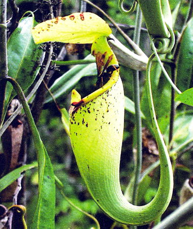 Découverte d'une nouvelle plante carnivore, Nepenthes attenboroughii